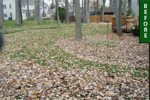 lawn cleanup hamilton princeton