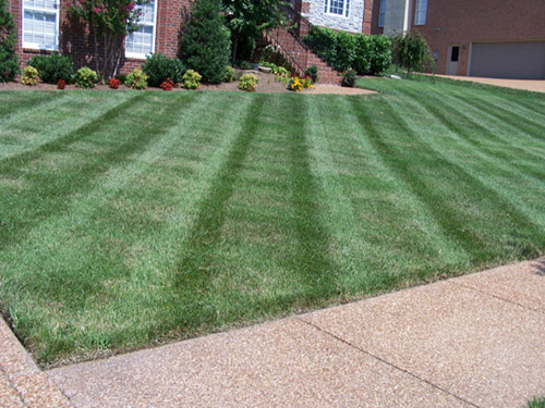 existing lawn and landscape renovation