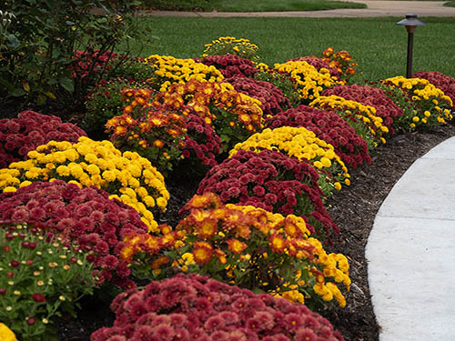 spring flowers mums lawrenceville nj