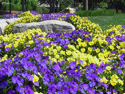 princeton nj annual flower pansies