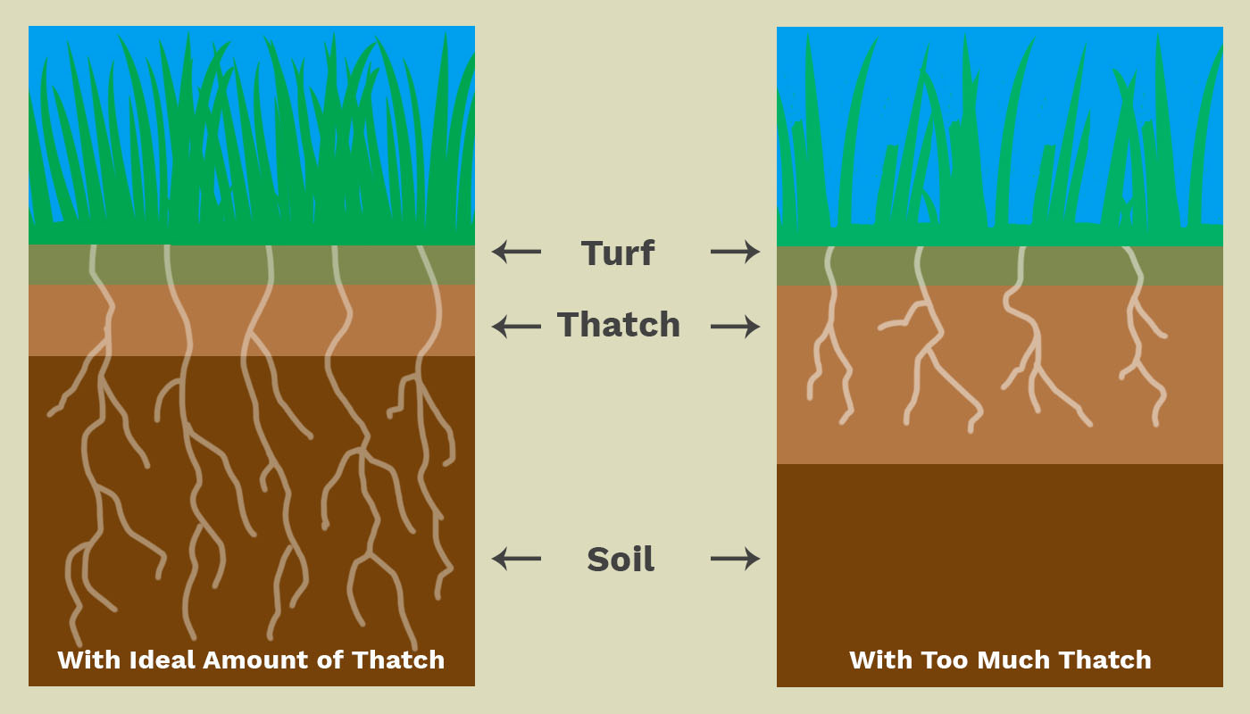 illustration of thatch level comparison