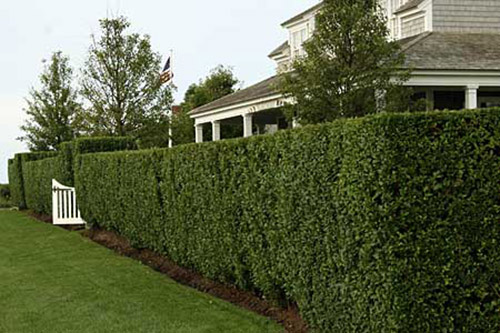 bush shrub pruning